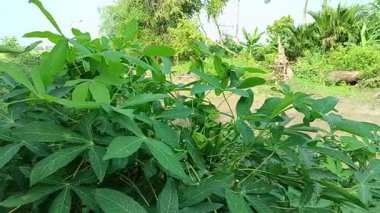 Bir sürü ve verimli kasava yaprakları.