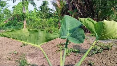 Bahçede taro bitkileri