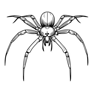 Sekiz bacaklı ve dişli bir örümceğin detaylı çizim sanatı