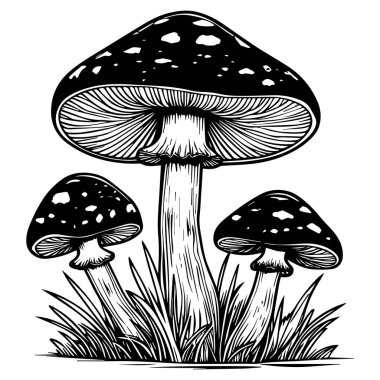 Black and white illustration of three spotted mushrooms growing in grass