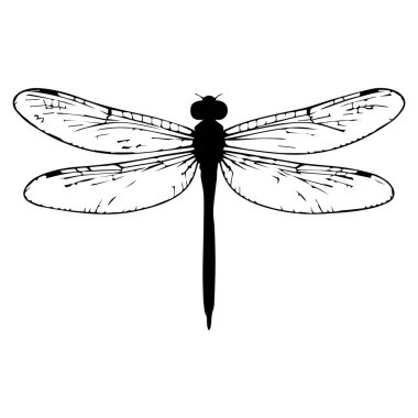 Beyaz arka planda karmaşık kanat desenleri olan bir yusufçuğun ayrıntılı siyah silüeti