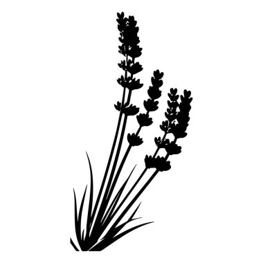 Beyaz arka planda yaprakları olan siyah lavanta filizi silueti.