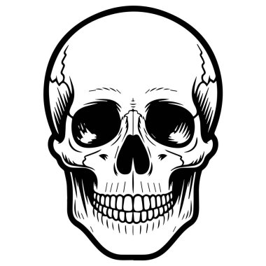 Beyaz arka planda izole edilmiş detaylı bir kafatası çizimi insan anatomisini gösteriyor. Korku, Cadılar Bayramı veya tıbbi temalar için mükemmel..