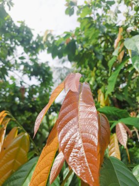 Canlı ve parlak tropikal yapraklar doğanın güzelliğini gün ışığında yakalar. Bu canlı yakın çekim, gelişim, tazelik ve doğal uyum kavramlarını çağrıştıran karmaşık doku ve renkleri vurgular.