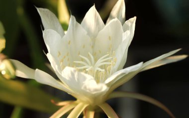 Epiphyllum anguliger çiçeği. Bahçede beyaz taç yaprakları çiçek açıyor. Kaktaceae ailesinden Epiphyllum Anguliger. Epiphyllum Anguliger lakabı gecelerin kraliçesi.