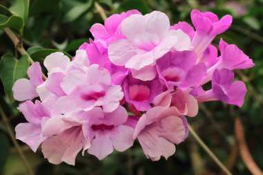 Sarımsak çiçeği bahçede çiçek açar. Sarımsak çiçeğinin Latince adı Mansoa alliacea 'dır. Bignoniaceae ailesinden sarımsak çiçeği.
