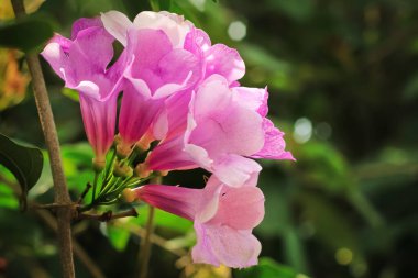 Sarımsak çiçeği bahçede çiçek açar. Sarımsak çiçeğinin Latince adı Mansoa alliacea 'dır. Bignoniaceae ailesinden sarımsak çiçeği.
