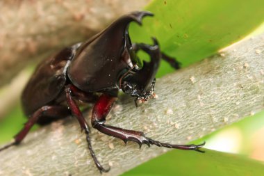 Ağaçtaki kahverengi gergedan böceği. Kahverengi gergedan böceğinin Latince adı xylotrupes Gideon 'dur. Böcekgiller 'den Gideon' u parçaladı. Doğada kahverengi gergedan böceği