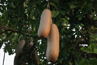 Kigelia africana ya da kahverengi meyveli sosis ağacı. Kigelia Africana 'da sosis gibi meyve var. Kigelia Africana 'nın büyük kahverengi meyveleri var.