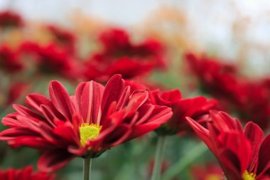 daisy flower bloom and grow in the garden. daisy flower has red petal and yellow pistil. daisy flower has popular name aster flower or coneflower with botany name Aster amellus from asteraceae