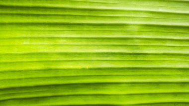 Muz yaprağı dokusunun yakın çekimi doğal yeşil çizgiler ve desenler gösteriyor. Tropikal bir arka plan, çevre dostu tasarım unsuru ya da organik doğa temalı görsel element olarak kullanmak için ideal.