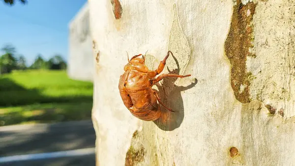 Ağaç Gövdesindeki Ağustos Böceği Kabuğunun Güneş Işığında Yakın Çekimi
