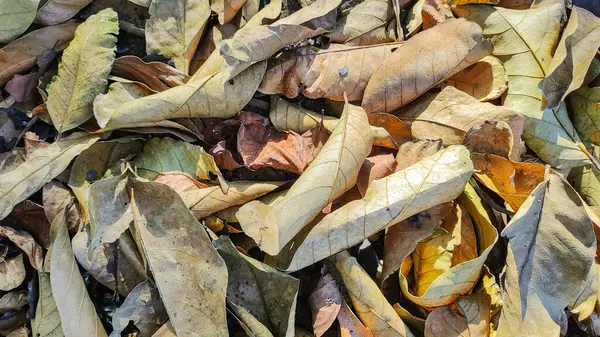Yüksek çözünürlüklü yakın çekim fotoğrafı düşen yaprakların doğal dokusunu gösteriyor. Detaylı yaprak damarları ve sıcak toprak tonları mevsimsel temalar veya organik arka planlar için mükemmeldir..