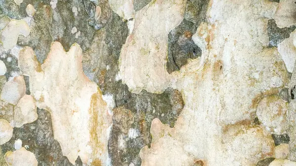 Doğal Ağaç Kabuğu Dokusunun Yakın Çekimi