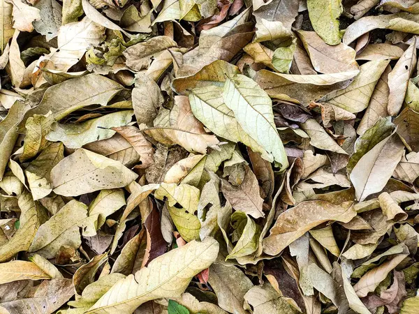 Yüksek çözünürlüklü yakın çekim fotoğrafı düşen yaprakların doğal dokusunu gösteriyor. Detaylı yaprak damarları ve sıcak toprak tonları mevsimsel temalar veya organik arka planlar için mükemmeldir..