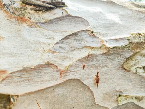 Doğal Ağaç Kabuğu Dokusunun Yakın Çekimi