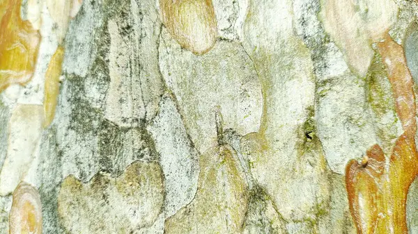 Doğal Ağaç Kabuğu Dokusunun Yakın Çekimi