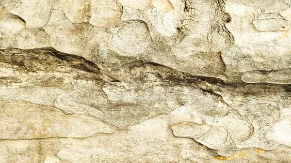 Doğal Ağaç Kabuğu Dokusunun Yakın Çekimi