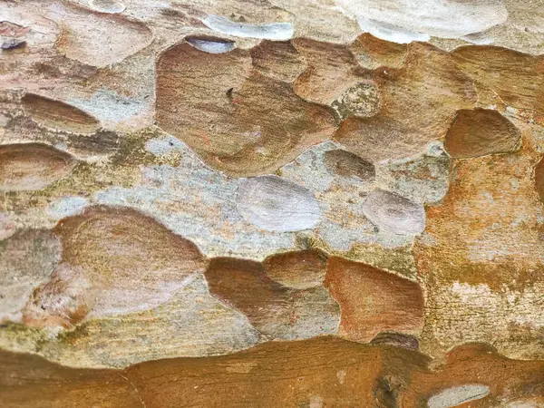 Doğal Ağaç Kabuğu Dokusunun Yakın Çekimi