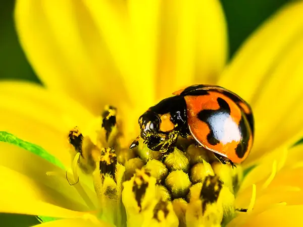 Kırmızı bir uğur böceğinin Macro fotoğrafı. Siyah benekleri parlak sarı bir buğday çiçeğinin üzerine tünemiş..
