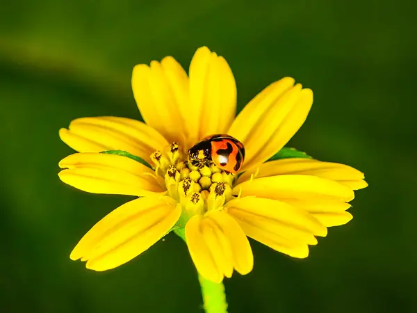 Kırmızı bir uğur böceğinin Macro fotoğrafı. Siyah benekleri parlak sarı bir buğday çiçeğinin üzerine tünemiş..