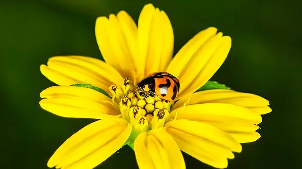 Kırmızı bir uğur böceğinin Macro fotoğrafı. Siyah benekleri parlak sarı bir buğday çiçeğinin üzerine tünemiş..