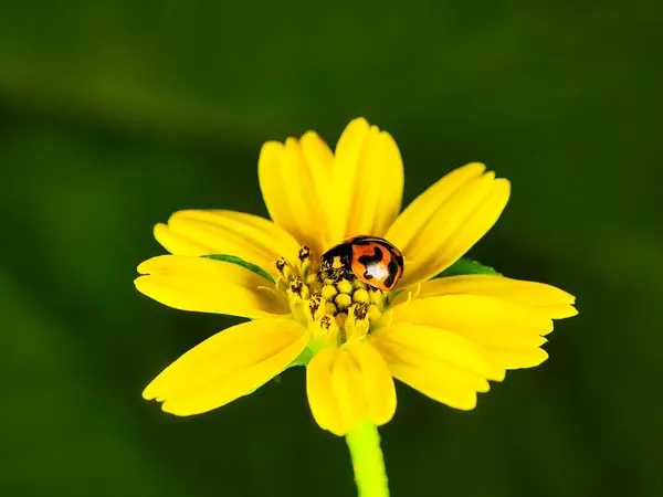 Kırmızı bir uğur böceğinin Macro fotoğrafı. Siyah benekleri parlak sarı bir buğday çiçeğinin üzerine tünemiş..