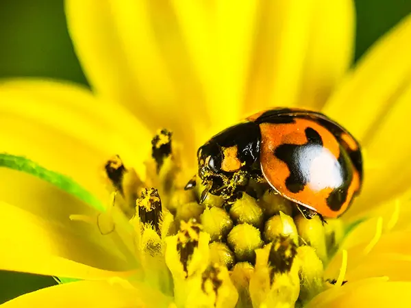 Ekstrem makro, makro bir fotoğrafın yakın çekimi. Siyah benekli turuncu uğur böceği. Arka planda bulanık, parlak sarı bir gelincik çiçeğine tünemiş..
