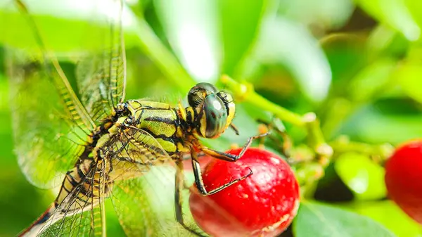 Bir yusufçuğun (Orthetrumsabina) arkası bulanık, kemuning ağacının meyvesine tünemiş bir yusufçuğun (orthrumsabina) yakın plan
