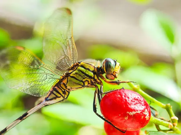 Bir yusufçuğun (Orthetrumsabina) arkası bulanık, kemuning ağacının meyvesine tünemiş bir yusufçuğun (orthrumsabina) yakın plan