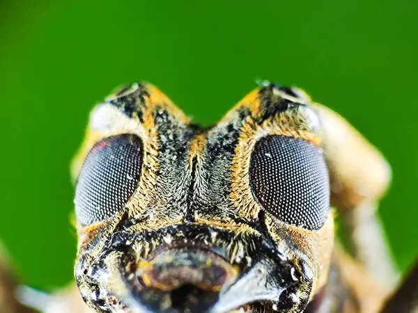 Uzun boynuzlu bir böceğin (Batocera rufomaculata) yüzüne yakın çekim, keskin bileşik gözleri ve kıvrık anteniyle, vücudun dokusunu açıkça gösterir. Düz yeşil arkaplan.