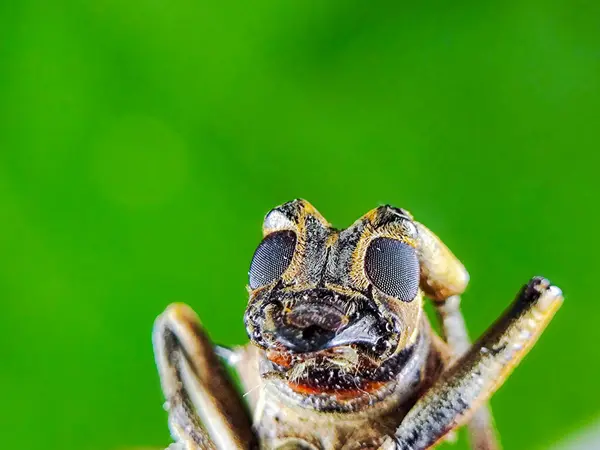 Uzun boynuzlu bir böceğin (Batocera rufomaculata) yüzüne yakın çekim, keskin bileşik gözleri ve kıvrık anteniyle, vücudun dokusunu açıkça gösterir. Düz yeşil arkaplan.