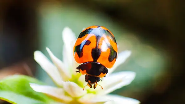 Beyaz bir çiçekte güzel bir uğur böceğinin Macro fotoğrafı.