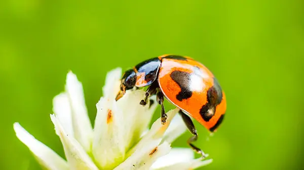 Beyaz bir çiçekte güzel bir uğur böceğinin Macro fotoğrafı.