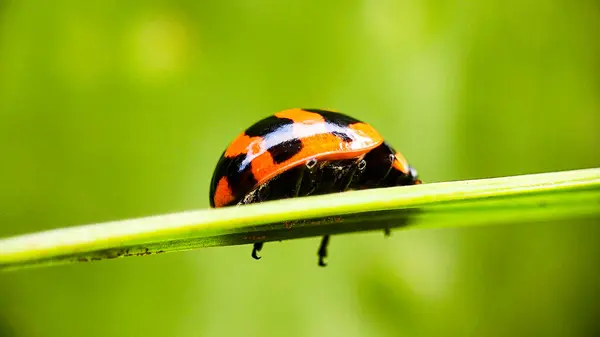 Yeşil Bokeh Arkaplanlı Yapraktaki Uğur Böceğinin Macro Çekimi