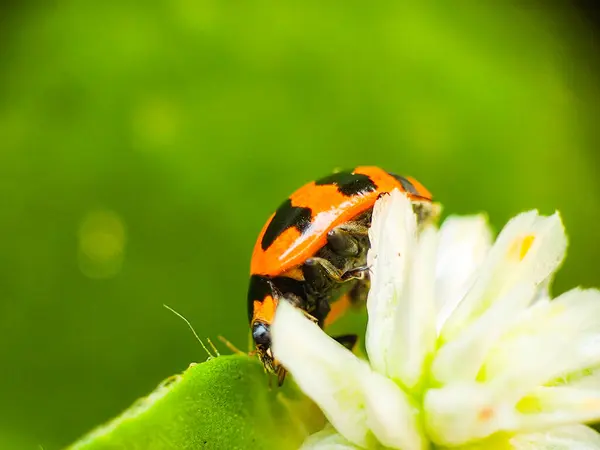 Beyaz bir çiçekte güzel bir uğur böceğinin Macro fotoğrafı.
