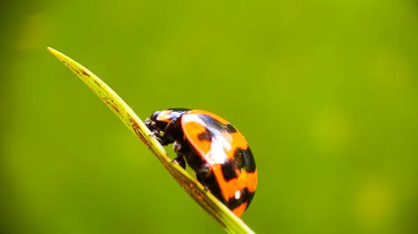 Yeşil Bokeh Arkaplanlı Yapraktaki Uğur Böceğinin Macro Çekimi