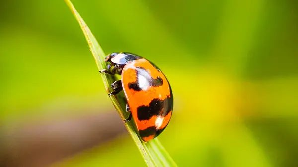 Yeşil Bokeh Arkaplanlı Yapraktaki Uğur Böceğinin Macro Çekimi