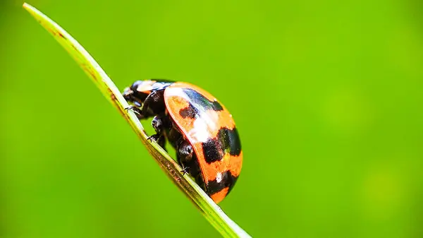 Yeşil Bokeh Arkaplanlı Yapraktaki Uğur Böceğinin Macro Çekimi