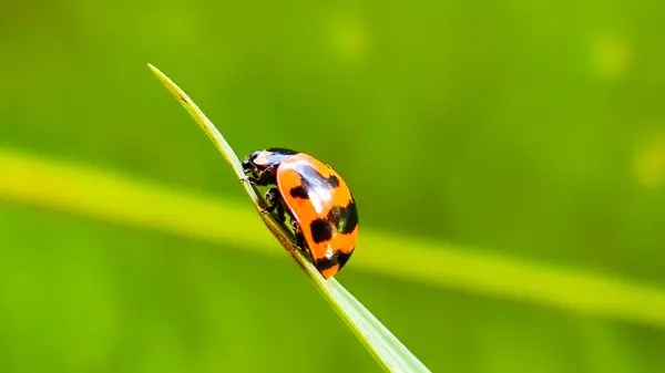 Yeşil Bokeh Arkaplanlı Yapraktaki Uğur Böceğinin Macro Çekimi