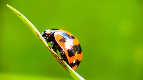 Yeşil Bokeh Arkaplanlı Yapraktaki Uğur Böceğinin Macro Çekimi