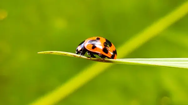 Yeşil Bokeh Arkaplanlı Yapraktaki Uğur Böceğinin Macro Çekimi