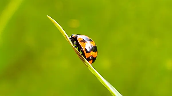 Yeşil Bokeh Arkaplanlı Yapraktaki Uğur Böceğinin Macro Çekimi