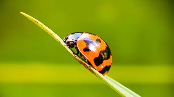 Yeşil Bokeh Arkaplanlı Yapraktaki Uğur Böceğinin Macro Çekimi