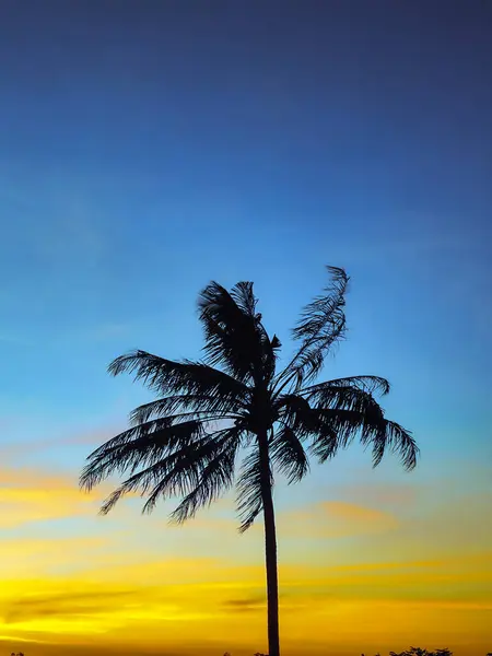 Hindistancevizi ağacının silueti ve sabah gün doğumu arkaplanı