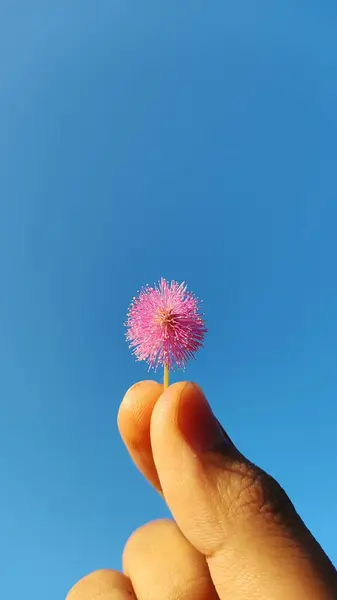 Mimosa strigillosa bitkisinin açık mavi gökyüzü arka planı, bilimsel adı Mimosa strigillosa