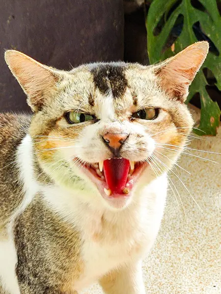 Kapalı kedi, kızgın, saldırgan kedi, ağzı açık tıslıyor. Hayvan fotoğrafçılığı, portre