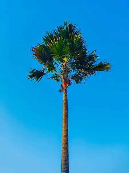 Tropikal Ayarlarda Açık Mavi Gökyüzüne Karşı Canlı Palmiye Ağacı