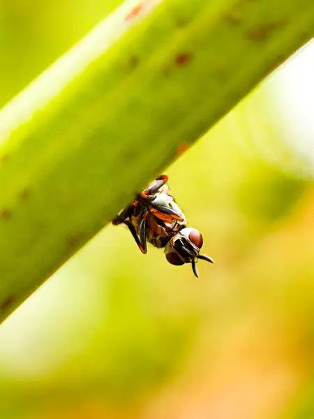 Küçük bir sinek yeşil bir bitkinin üzerinde tepetaklak durur.