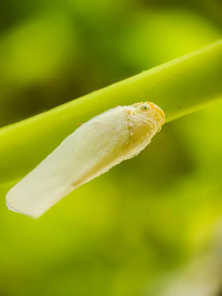 Beyaz Planthopper (Flatormenis proxima), genellikle Kuzey Flatid planthopper ya da Mealy Flatid Planthopper olarak bilinen yeşil bir bitkiye tünemiş bir bitki türüdür.